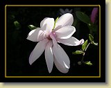 magnolie 0041 * Minolta DSC * 2560 x 1920 * (2.13MB)