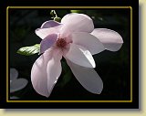 magnolie 0042 * Minolta DSC * 2560 x 1920 * (2.35MB)