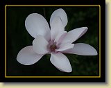 magnolie 0043 * Minolta DSC * 2560 x 1920 * (2.28MB)