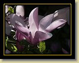 magnolie 0044 * Minolta DSC * 2560 x 1920 * (2.5MB)
