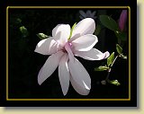 magnolie 0045 * Minolta DSC * 2560 x 1920 * (2.15MB)