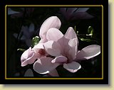 magnolie 0046 * Minolta DSC * 2560 x 1920 * (2.36MB)