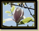 magnolie 0047 * Minolta DSC * 2560 x 1920 * (2.35MB)