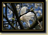 magnolie 0048 * 3456 x 2304 * (2.23MB)