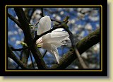 magnolie 0049 * 3456 x 2304 * (2.15MB)