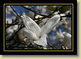 magnolie 0050 * 3456 x 2304 * (2.01MB)