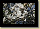 magnolie 0051 * 3456 x 2304 * (2.3MB)