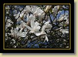 magnolie 0052 * 3456 x 2304 * (2.31MB)