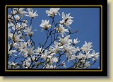 magnolie 0053 * 3456 x 2304 * (2.66MB)