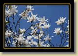 magnolie 0054 * 3456 x 2304 * (2.68MB)