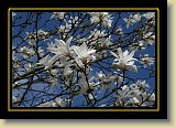magnolie 0055 * 3456 x 2304 * (2.52MB)