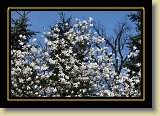 magnolie 0056 * 3456 x 2304 * (4.23MB)