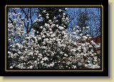 magnolie 0057 * 3456 x 2304 * (4.75MB)