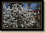 magnolie 0058 * 3456 x 2304 * (4.44MB)