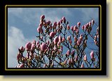 magnolie 0059 * 3456 x 2304 * (2.74MB)
