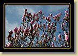 magnolie 0060 * 3456 x 2304 * (2.87MB)