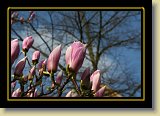 magnolie 0061 * 3456 x 2304 * (2.32MB)