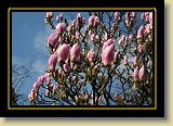 magnolie 0062 * 3456 x 2304 * (2.72MB)