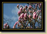 magnolie 0063 * 3456 x 2304 * (2.59MB)