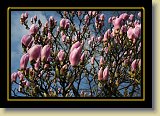magnolie 0064 * 3456 x 2304 * (3.03MB)