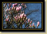 magnolie 0065 * 3456 x 2304 * (2.63MB)