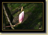 magnolie 0066 * 3456 x 2304 * (1.96MB)