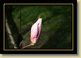 magnolie 0067 * 3456 x 2304 * (1.91MB)