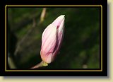 magnolie 0068 * 3456 x 2304 * (1.88MB)