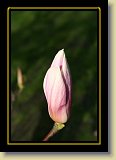 magnolie 0069 * 3456 x 2304 * (1.89MB)