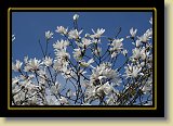magnolie 0070 * 3456 x 2304 * (2.92MB)