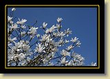 magnolie 0071 * 3456 x 2304 * (2.73MB)