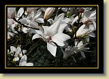 magnolie 0072 * 3456 x 2304 * (2.18MB)