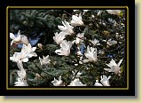 magnolie 0073 * 3456 x 2304 * (2.59MB)