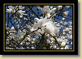 magnolie 0074 * 3456 x 2304 * (2.47MB)