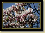 magnolie 0075 * 3456 x 2304 * (2.73MB)