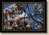 magnolie 0076 * 3456 x 2304 * (2.57MB)
