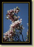 magnolie 0077 * 3456 x 2304 * (2.61MB)