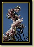 magnolie 0078 * 3456 x 2304 * (2.6MB)