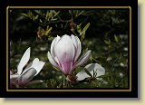 magnolie 0079 * 3456 x 2304 * (2.12MB)