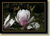 magnolie 0080 * 3456 x 2304 * (2.07MB)