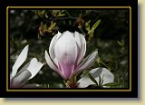 magnolie 0081 * 3456 x 2304 * (2.08MB)