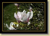 magnolie 0082 * 3456 x 2304 * (2.23MB)