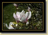 magnolie 0083 * 3456 x 2304 * (2.1MB)