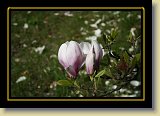 magnolie 0084 * 3456 x 2304 * (2.2MB)