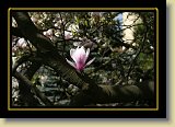 magnolie 0085 * 3456 x 2304 * (2.43MB)