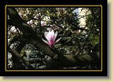 magnolie 0086 * 3456 x 2304 * (2.44MB)