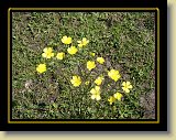 polne kwiaty 0001 * Minolta DSC * 2560 x 1920 * (3.92MB)