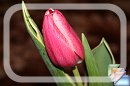 Tulipany * (73 Zdj)