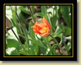 tulipan 0009 * Minolta DSC * 2560 x 1920 * (2.61MB)