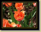 tulipan 0011 * Minolta DSC * 2560 x 1920 * (2.78MB)